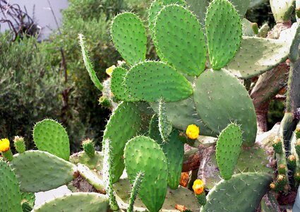 Quills botany prickly pear photo