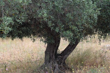 Gnarled nature olive root