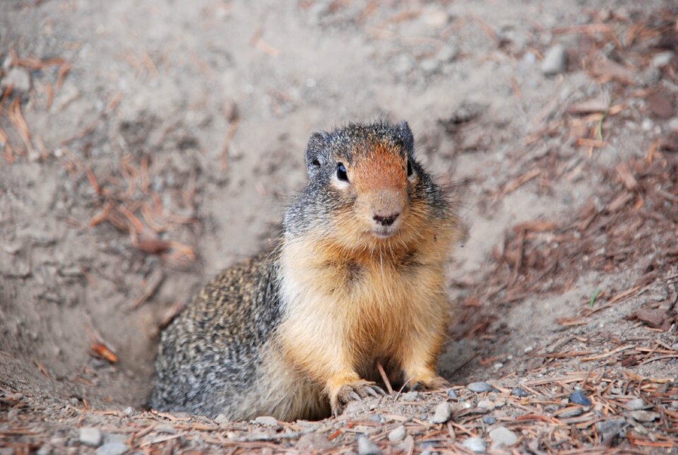 Fauna mammal rodent