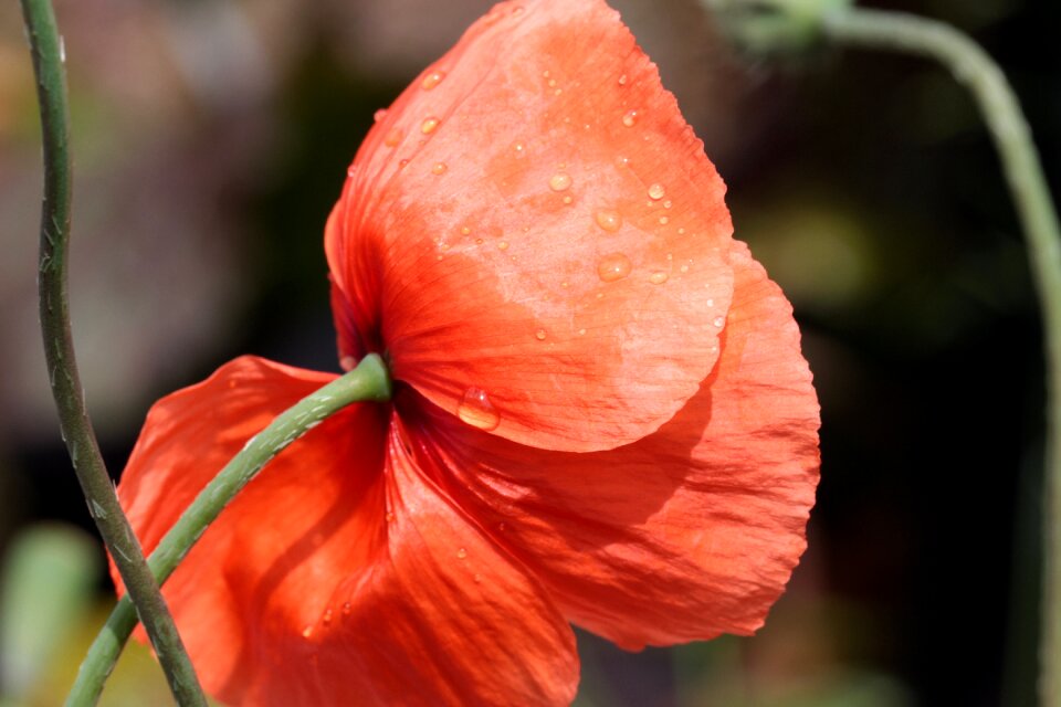 Poppy flower wet raindrop