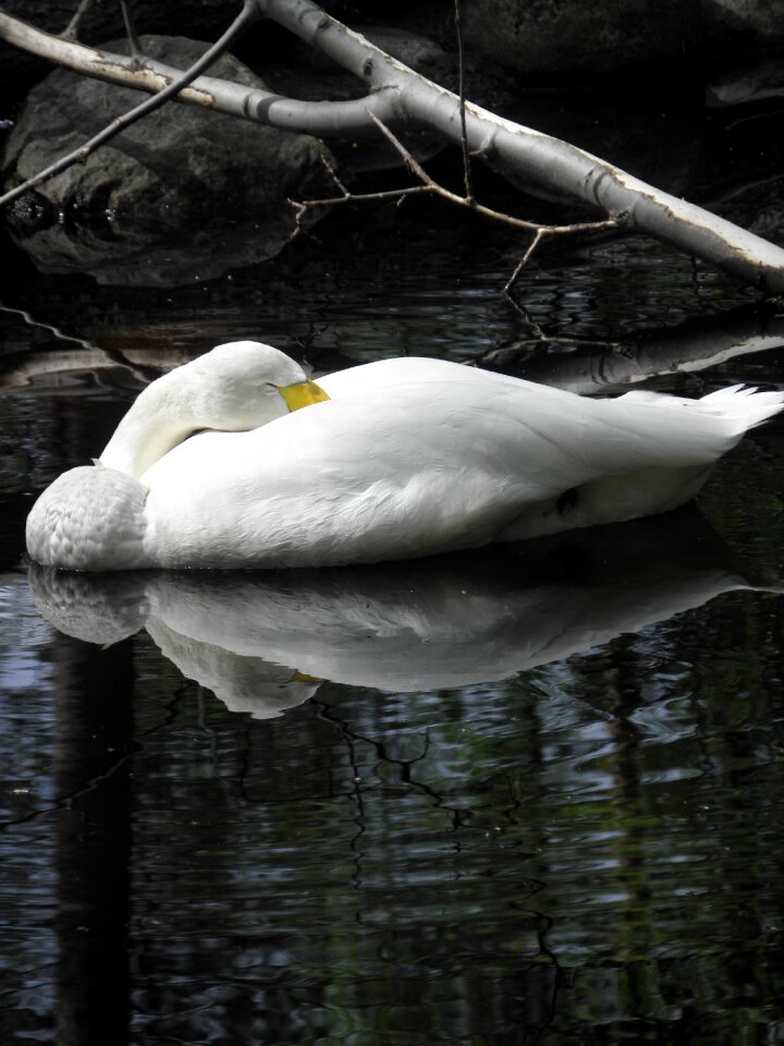 Sleeping waterfowl animal