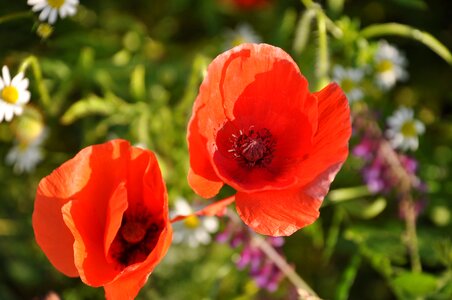 Nature flowers field