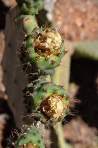 Prickly cactaceae spur