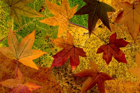 Dry fall leaves arrangement