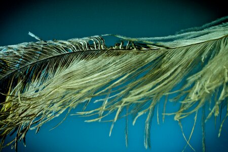 Strauss close up bird feather