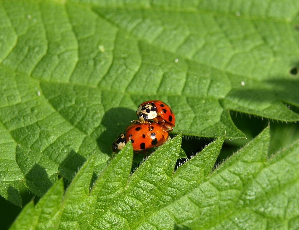 Couple insect beetle