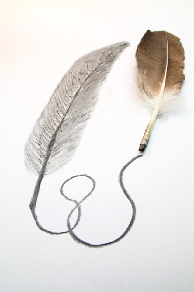 Feather drawing charcoal pencil