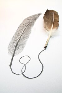 Feather drawing charcoal pencil