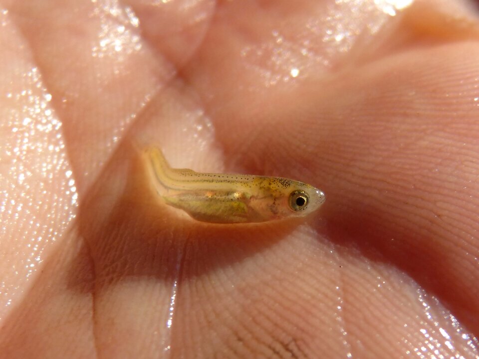 Tiny river hand