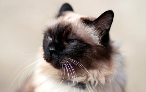 Siamese fat gray