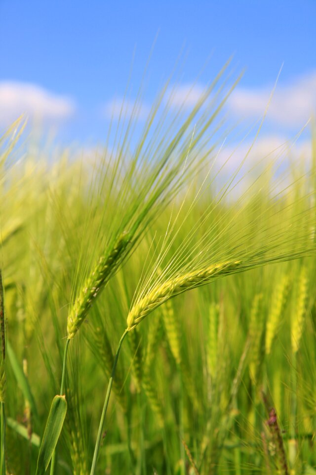 Wheat fields epi photo