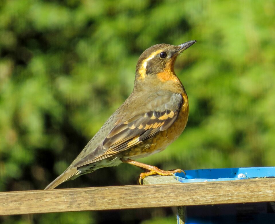 Bird ixoreus naevius