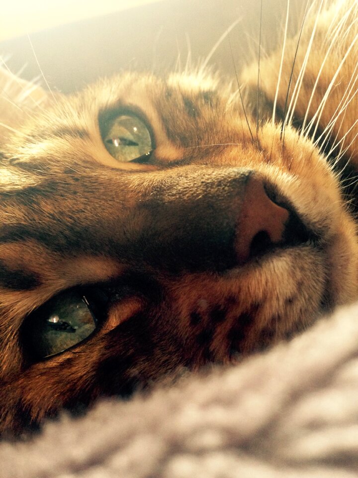 Bengal cat's eye pet