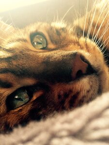 Bengal cat's eye pet photo