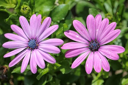 Bornholm flowers pink