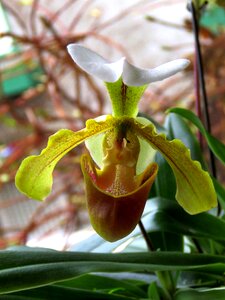 Green botanical floral