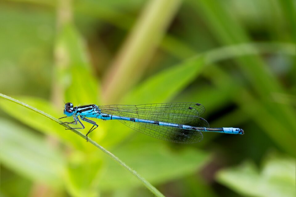 Insect animal blue dragonfly