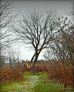 Fall scenery tree