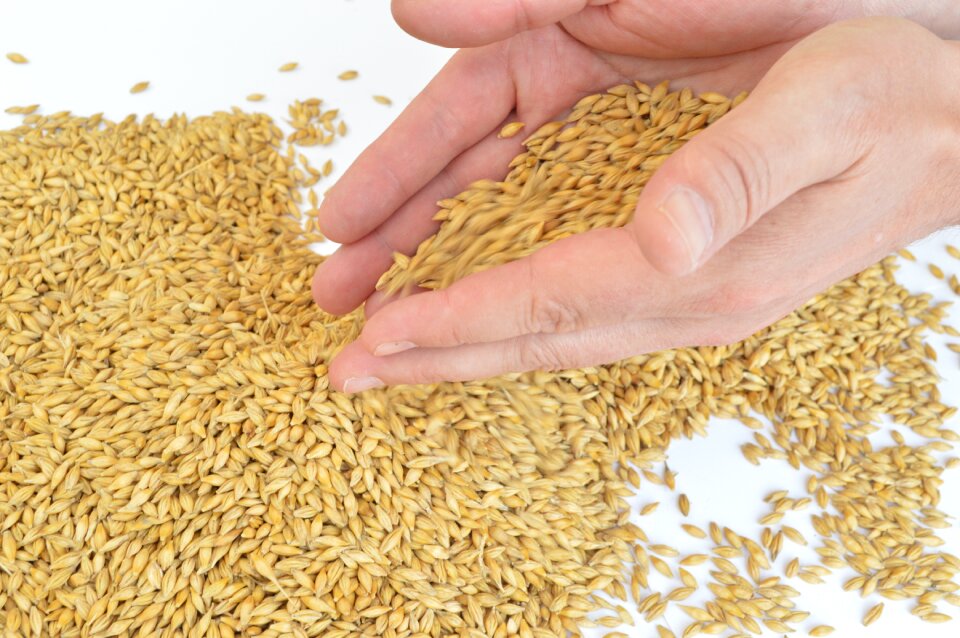 Barley hands grains