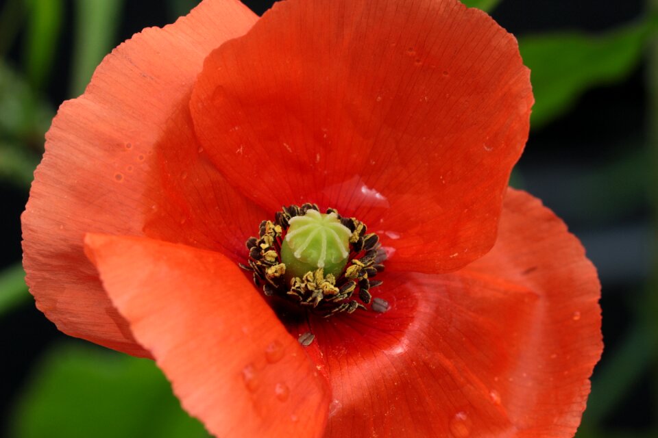 Poppy flower stamp stamen