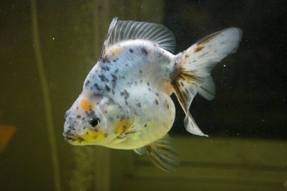 Aquarium underwater