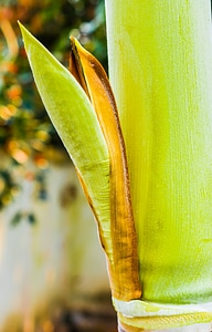 Palm palm green palm tree root