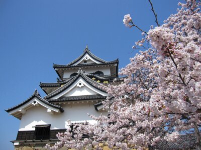 Cherry blossom japan spring