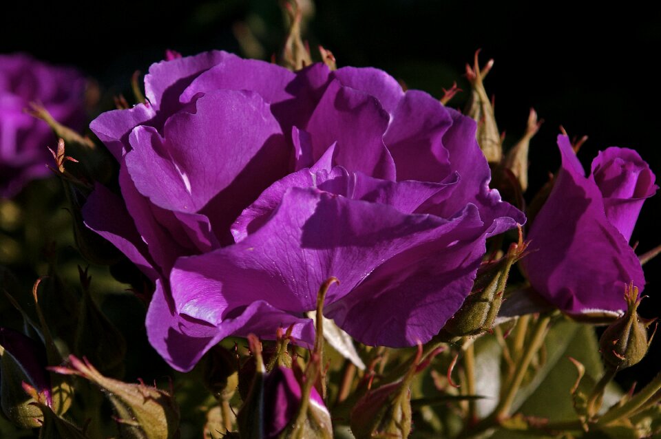 Bluest rose blue bouquet