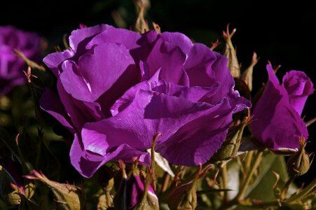 Bluest rose blue bouquet photo