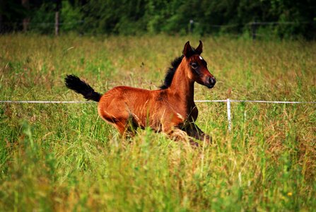 Thoroughbred arabian meadow gallop