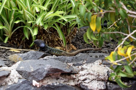 Spain tenerife nature