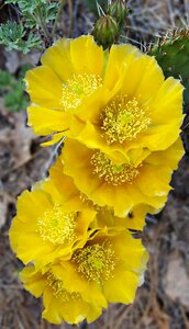 Desert nature prickly photo