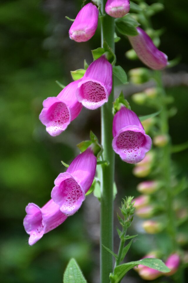 Poisonous plant nature beautiful