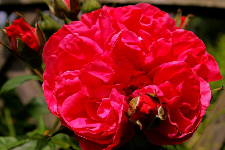 Rose garden blossom bloom