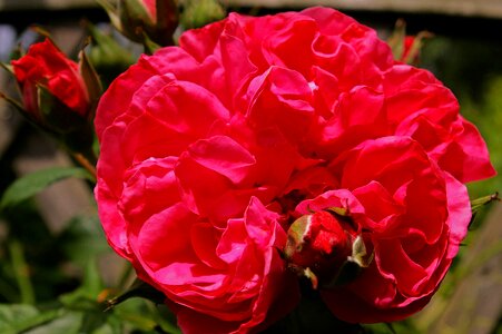 Rose garden blossom bloom