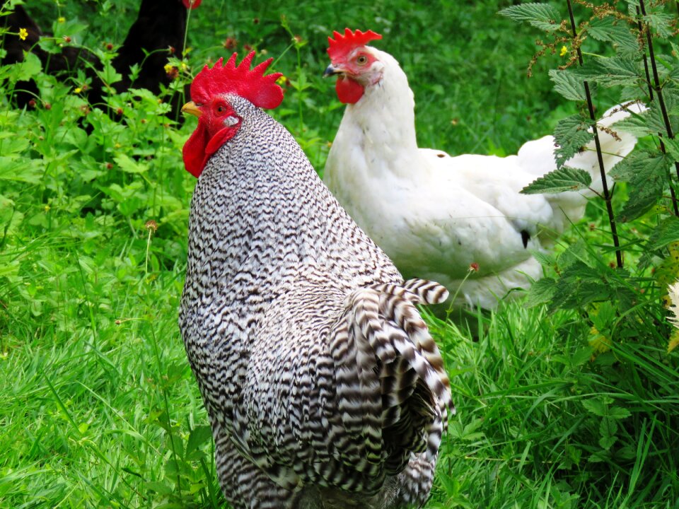 Poultry feather cuckoo