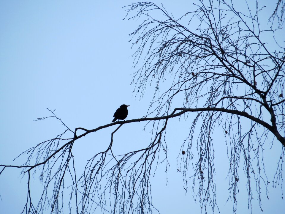 Sky tree blackbird