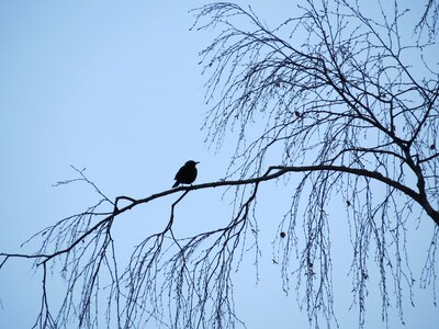 Sky tree blackbird photo