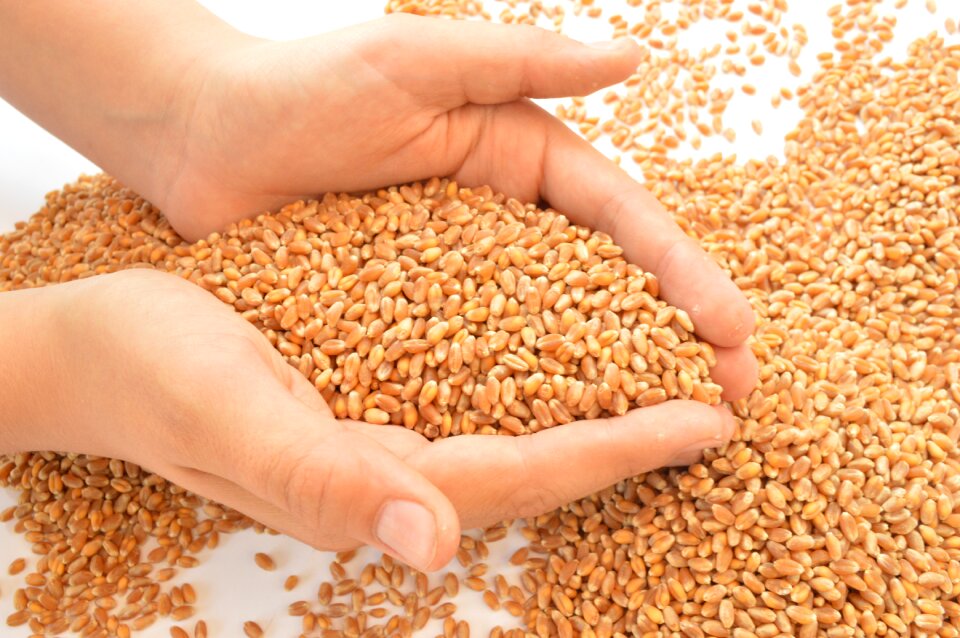 Wheat hands grains
