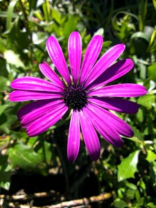 Flora garden bloom