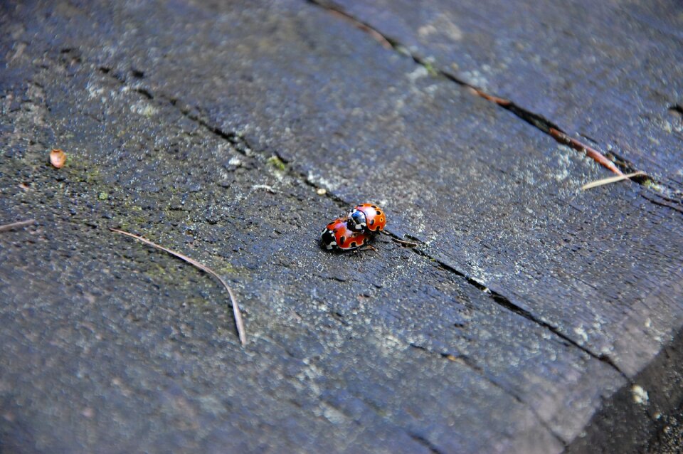 Ladybug ladybugs nature