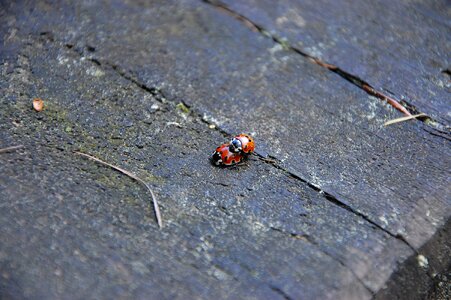 Ladybug ladybugs nature photo