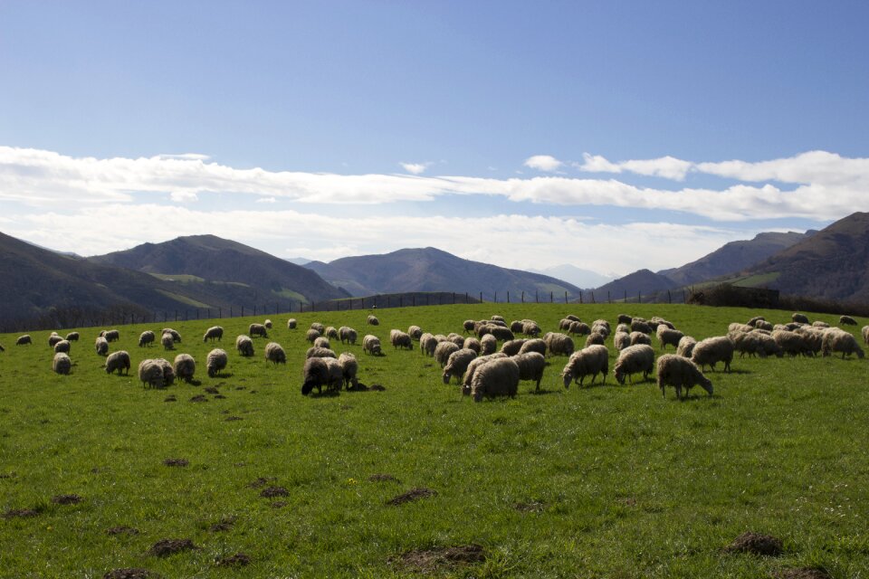 Sheep basque country mountain