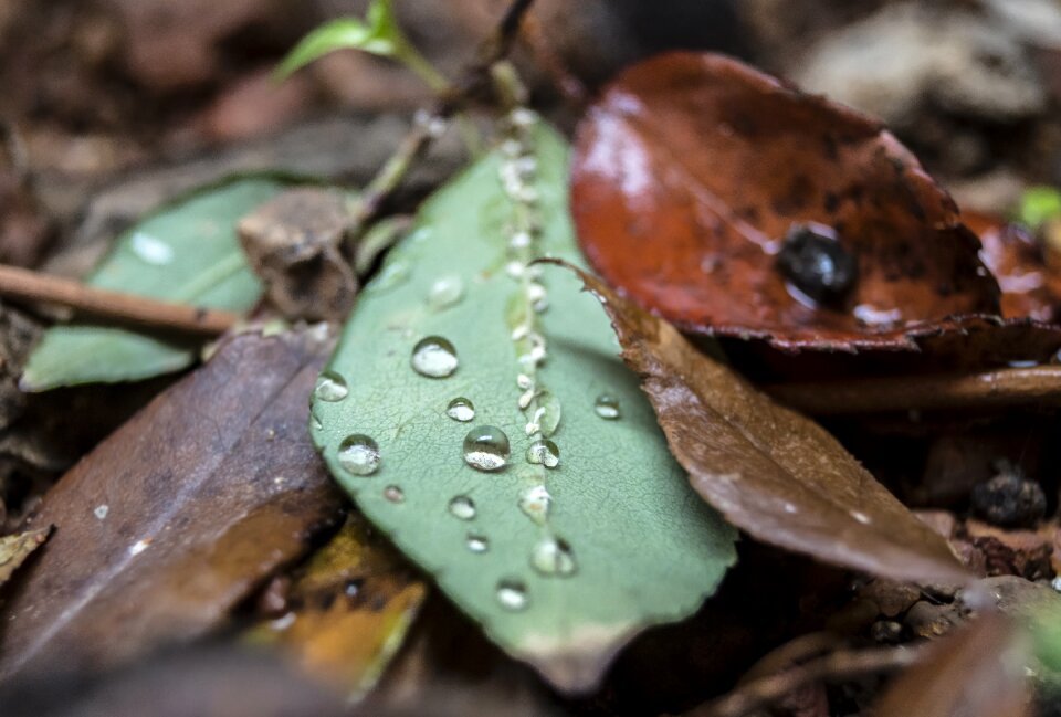 Droplet smooth natural