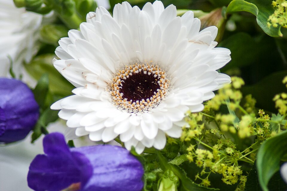 Flower flowers cut flowers
