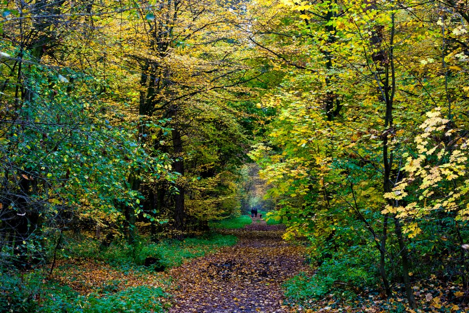 Colorful leaves forest fall color