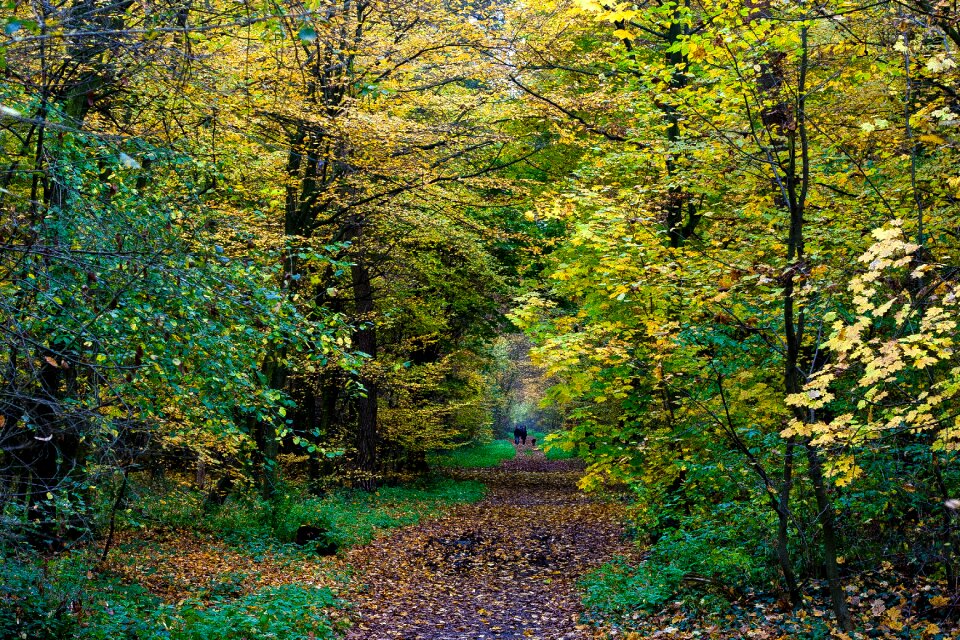 Colorful leaves forest fall color photo