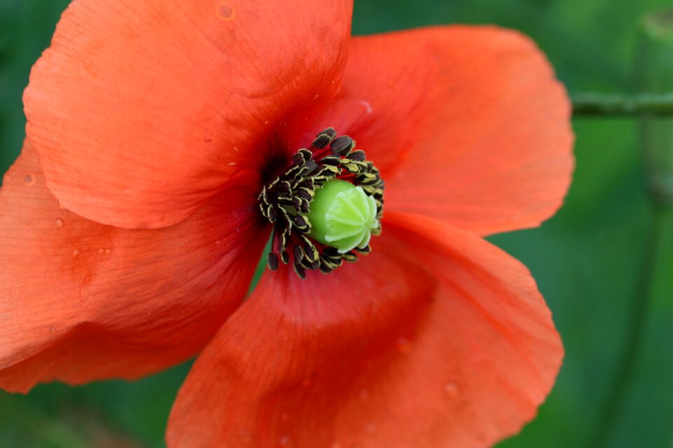 Poppy flower stamp stamen
