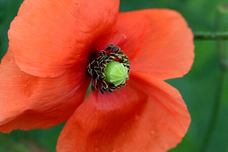 Poppy flower stamp stamen photo