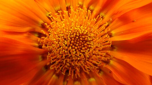 Bloom plant nature